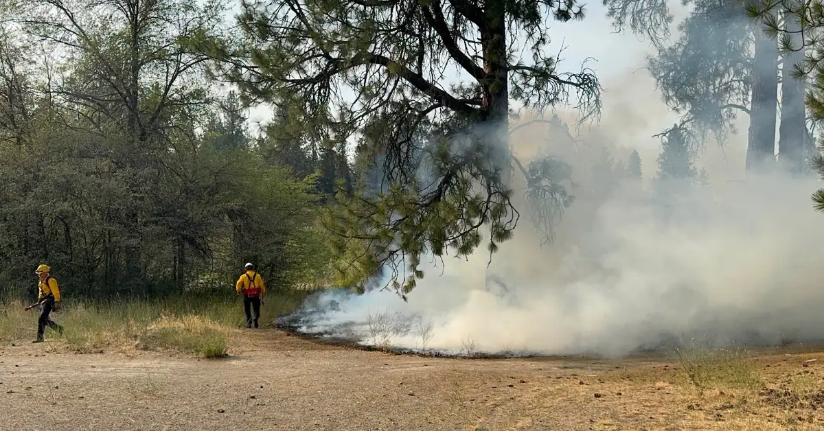 Two firefighters in yellow shirts stand on a dirt road watching a wildfire with heavy smoke billowing through a forested area with tall evergreen trees.