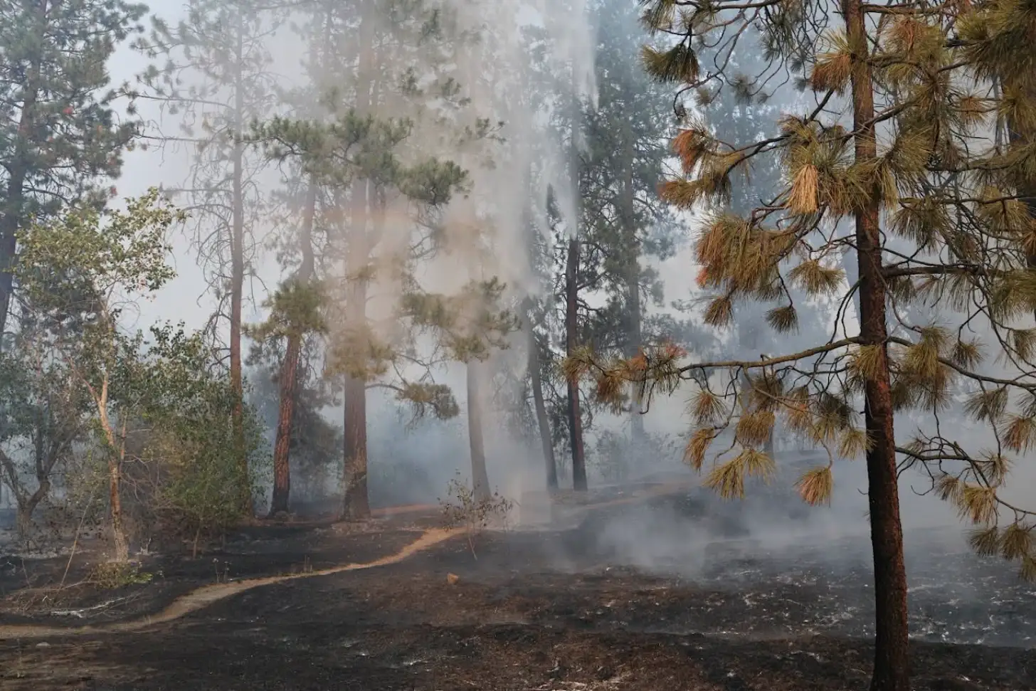 A forest fire burns among tall trees with brown and green needled branches, smoke billowing across a dirt ground with charred earth visible in the foreground.