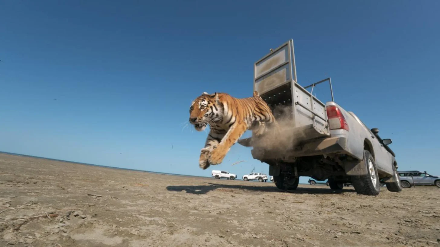 A tiger leaps from the open cargo bed of a white truck on a desert plain, with support vehicles and personnel visible in the background.