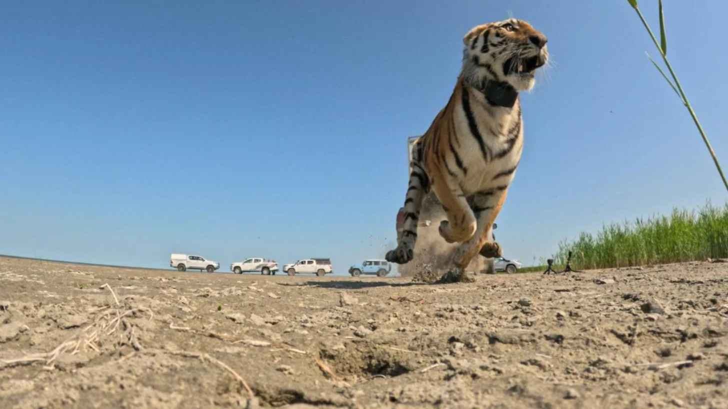 A large tiger stands on sandy ground with its head raised, looking upward. Several white vehicles and people are visible in the background across an open landscape.