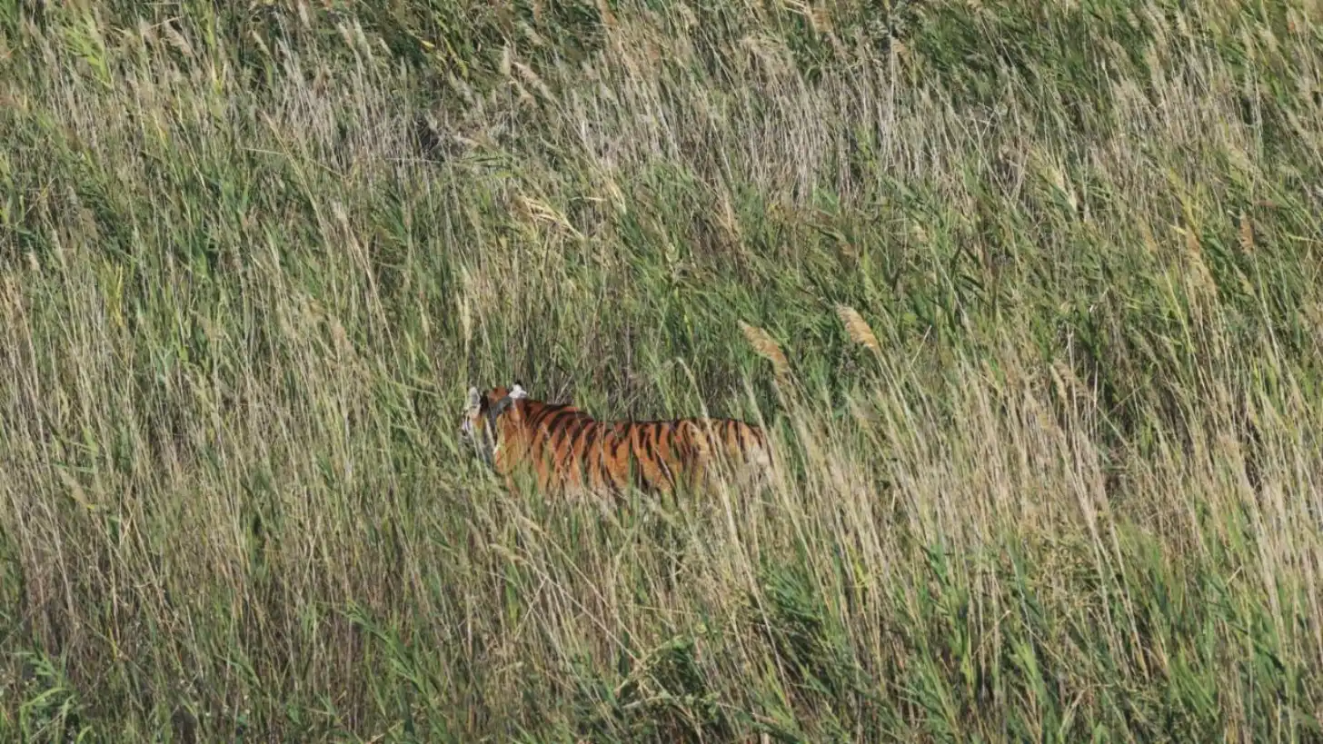 A tiger walks through tall green and dried grass.