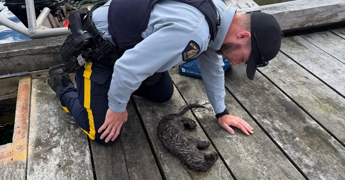 A uniformed Royal Canadian Mounted Police officer crouches on a wooden dock, reaching toward a dark-colored otter lying on the planks.