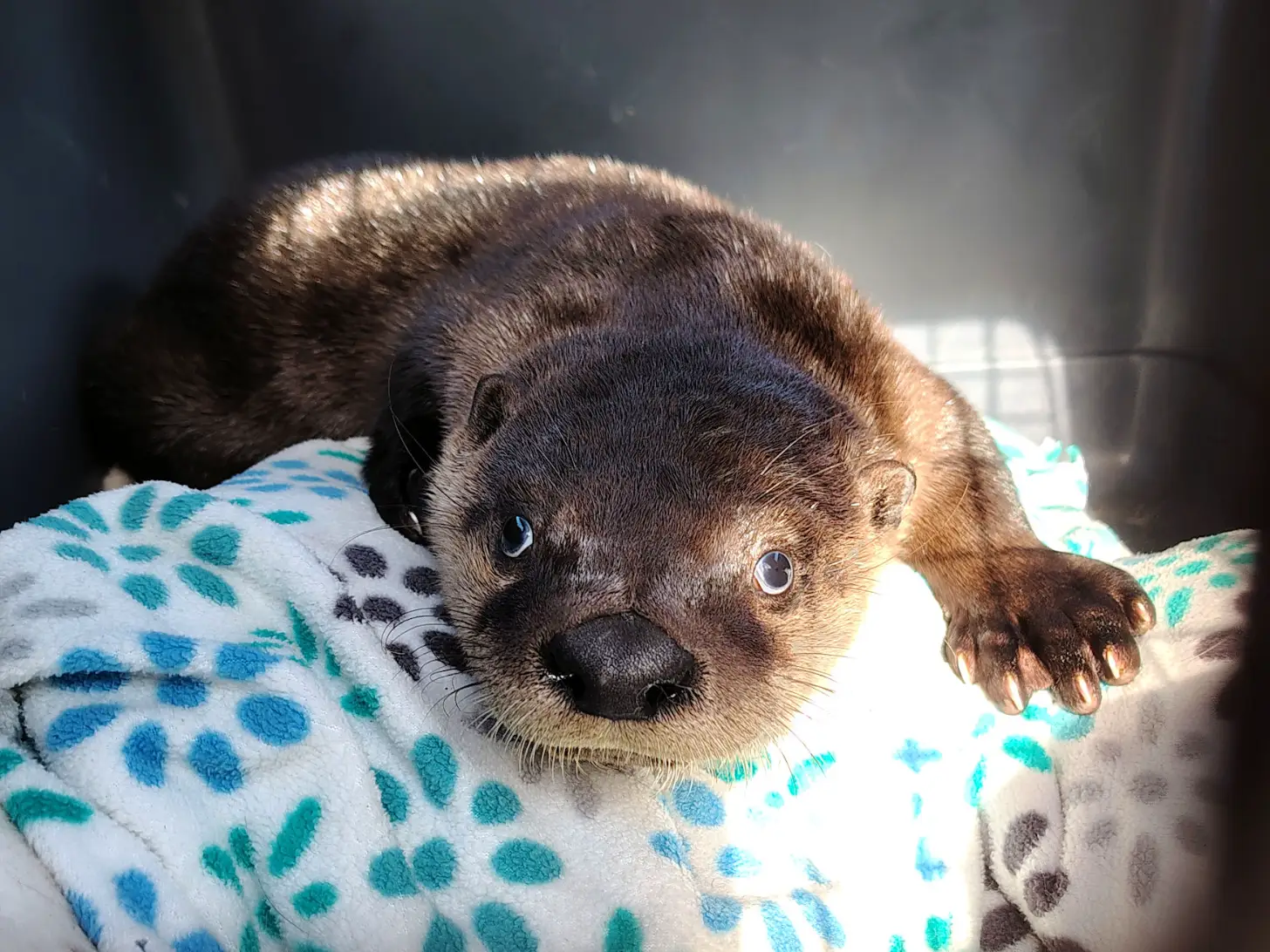 A small brown otter with a dark nose and light-colored eyes lies on a white blanket with teal and blue flower patterns, looking directly at the camera.