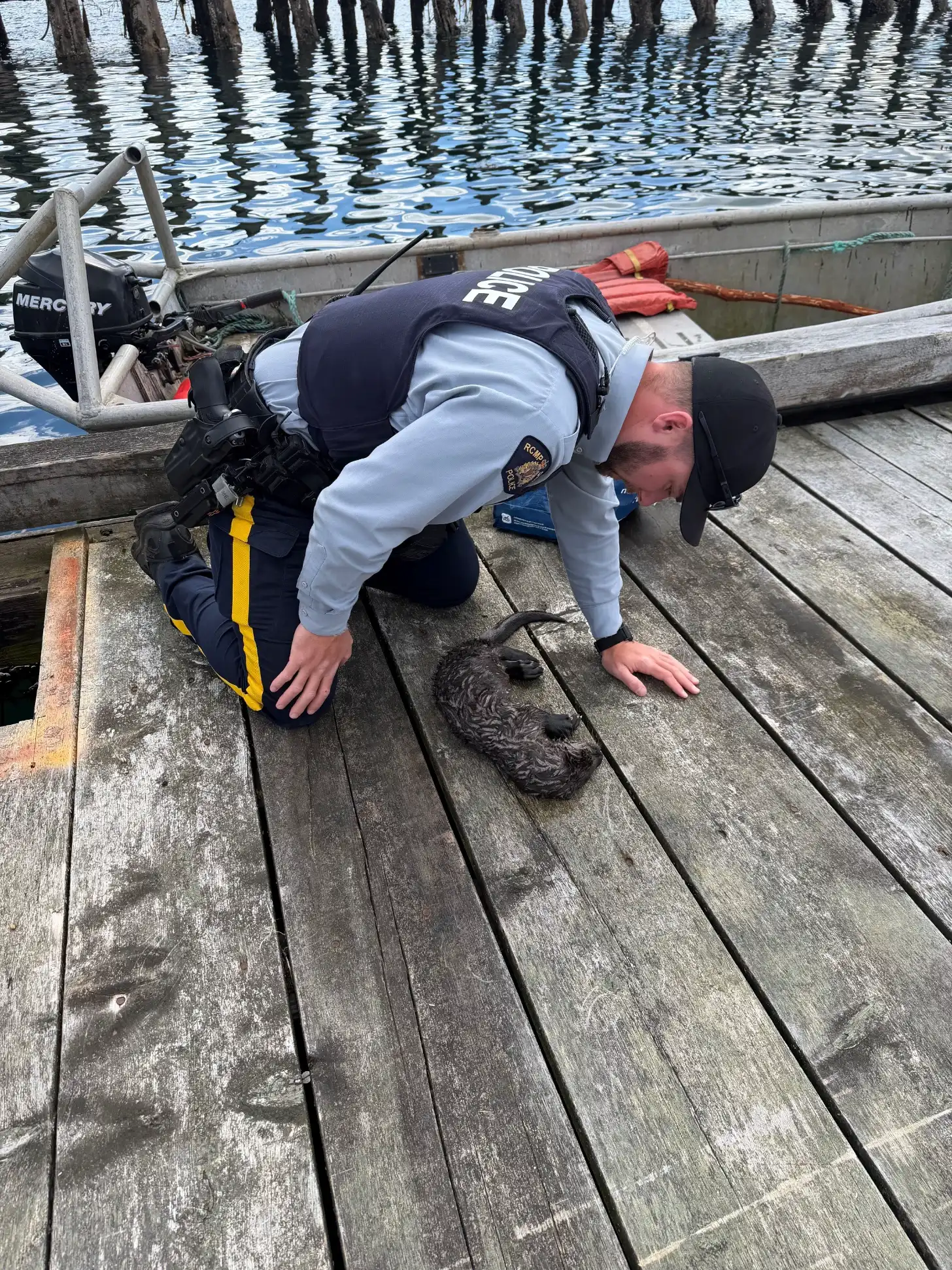 A law enforcement officer in a light blue shirt and dark vest leans over a wooden dock next to a boat, examining an otter on the planks. Water and wooden pilings are visible in the background.