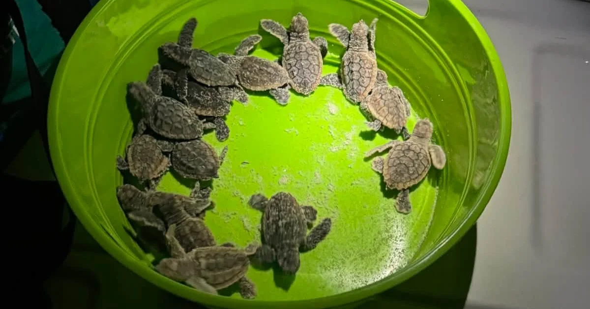Multiple small sea turtles in shallow water inside a bright green plastic basin.