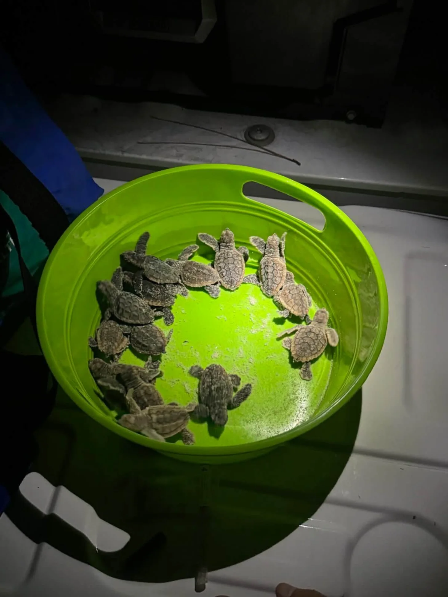 Dozens of small sea turtles clustered in a bright green basin filled with water.