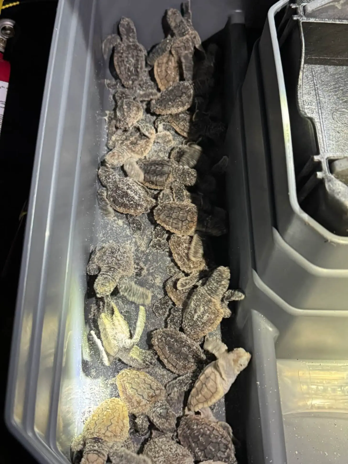 Multiple sea turtle hatchlings with patterned shells clustered together in a clear plastic container.