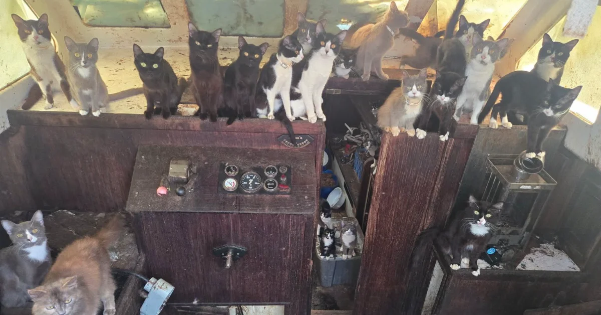 Multiple cats perched on and around wooden structures inside a boat, with dashboard gauges and various objects visible in the interior space.