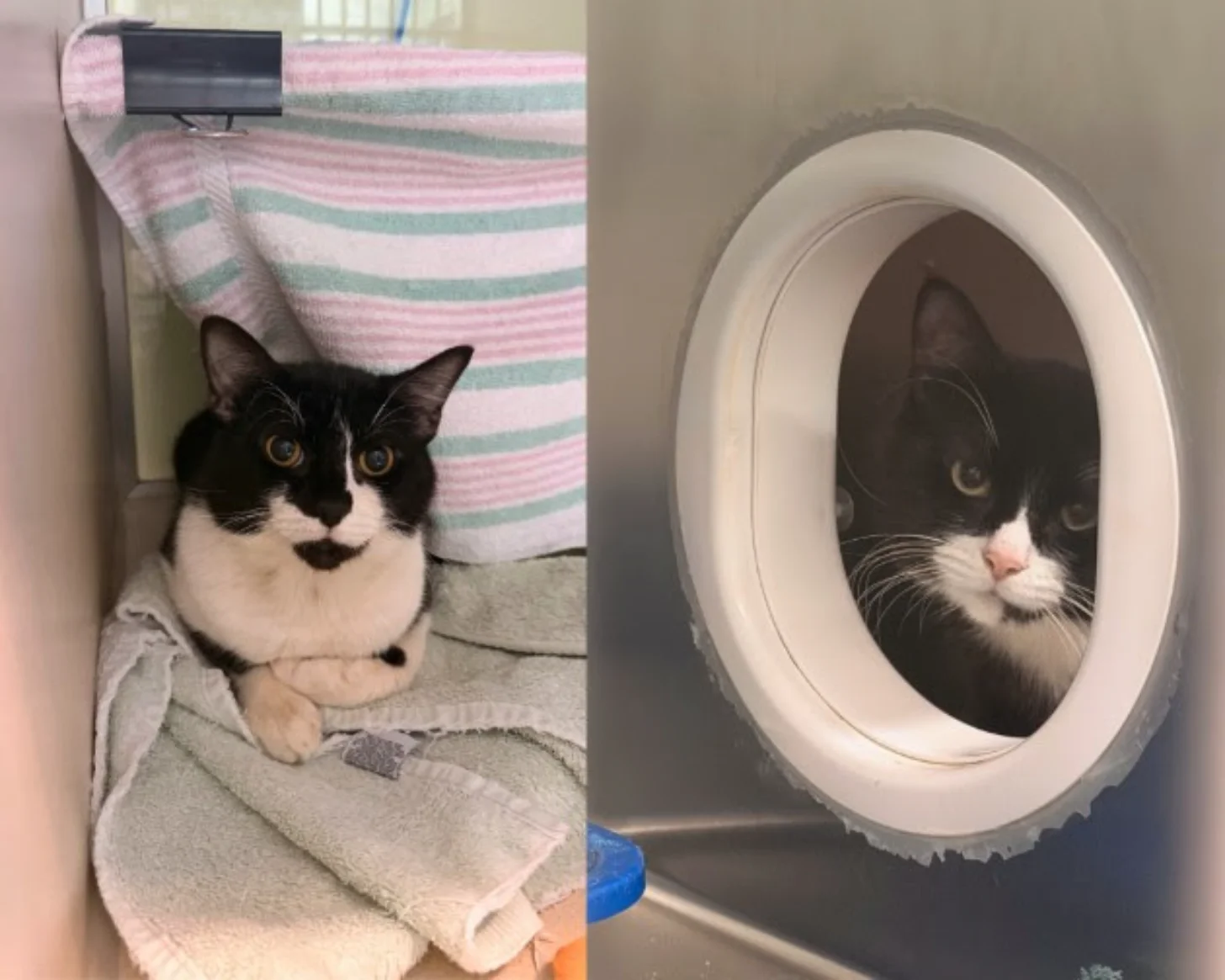 Black and white cat with orange eyes sitting on bedding on the left; same cat's face visible through a white circular pet tunnel on the right.