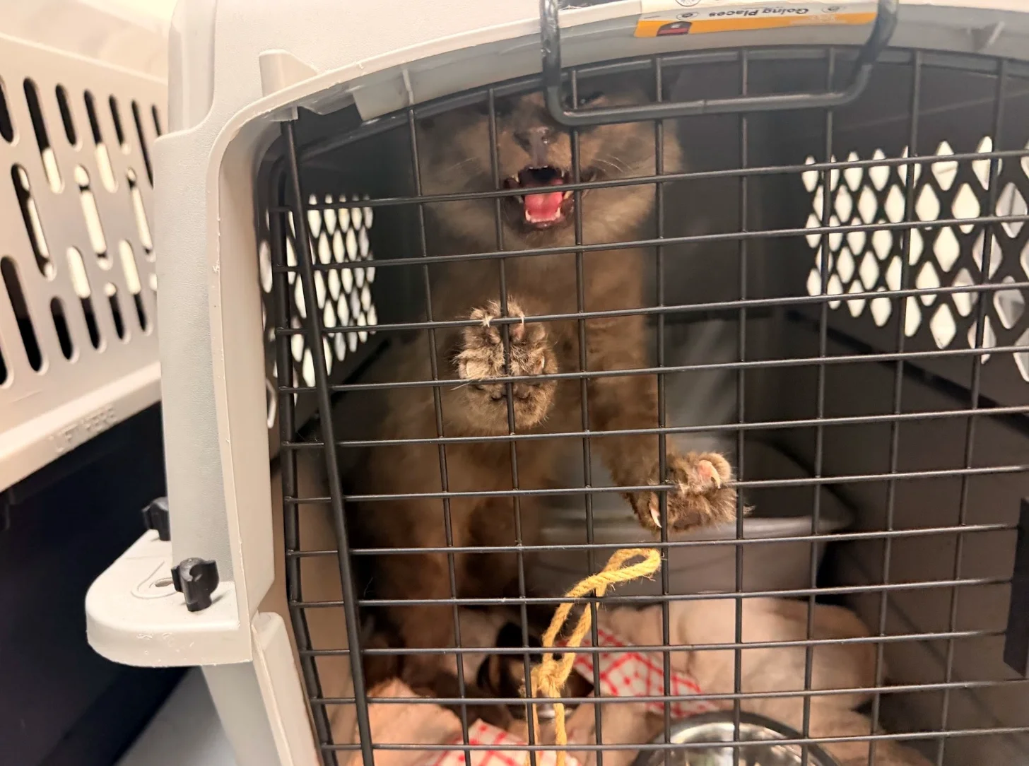 A gray cat meows and paws against the metal bars of a pet transport case.
