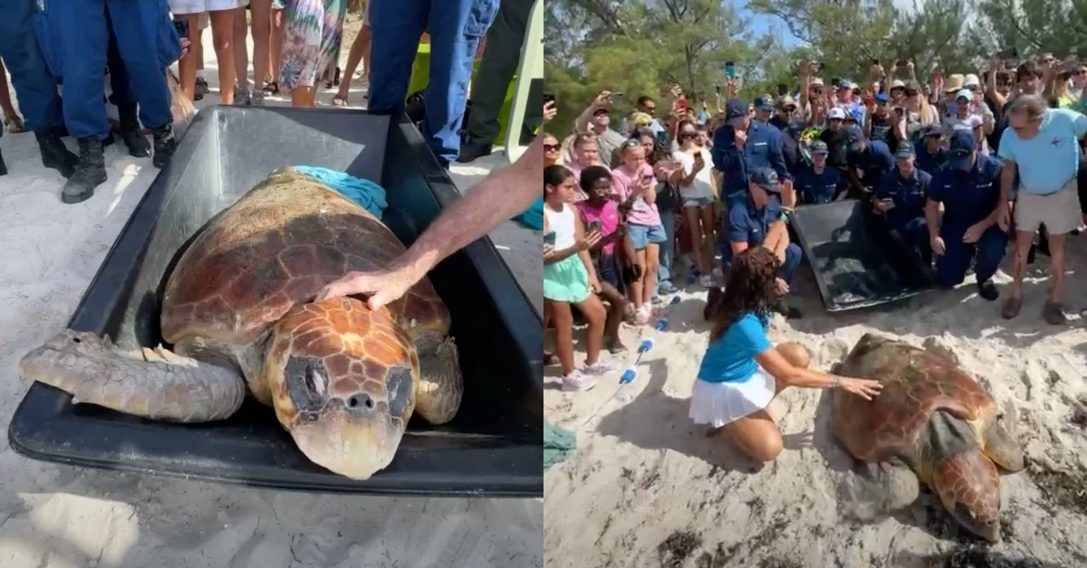 Left: A large sea turtle lies in a black container while a person's hand touches its shell. Right: A crowd of people gathers on a beach as a woman in a blue shirt kneels near a sea turtle on the sand.