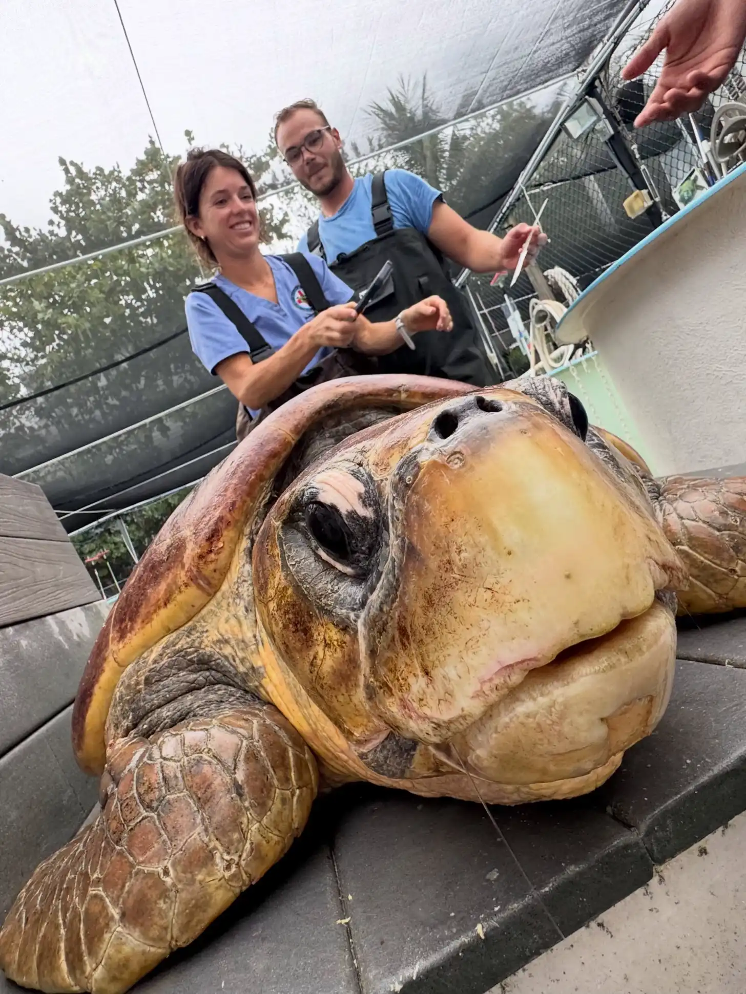 Two wildlife researchers in blue shirts and wetsuits stand behind a large sea turtle on a boat deck, examining or measuring the animal.