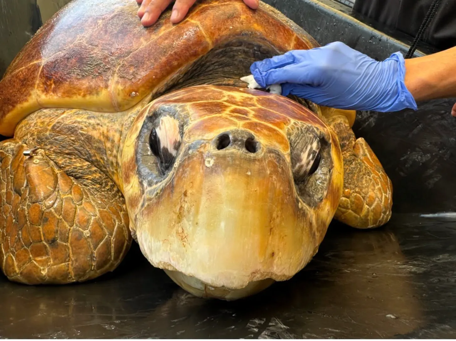 A sea turtle lies on a dark surface while a person wearing a blue glove examines its head. Another person's hand rests on the turtle's shell above.