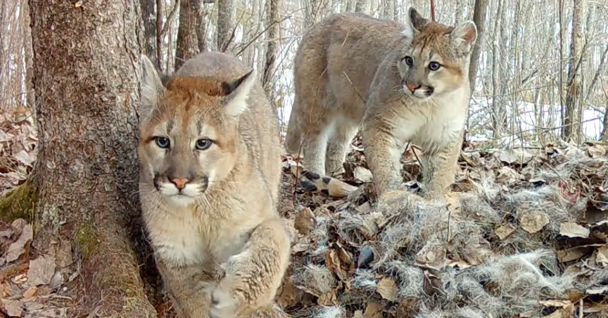 Two large tan and white cougars walk through a wooded area with bare trees and leaf litter on the ground.