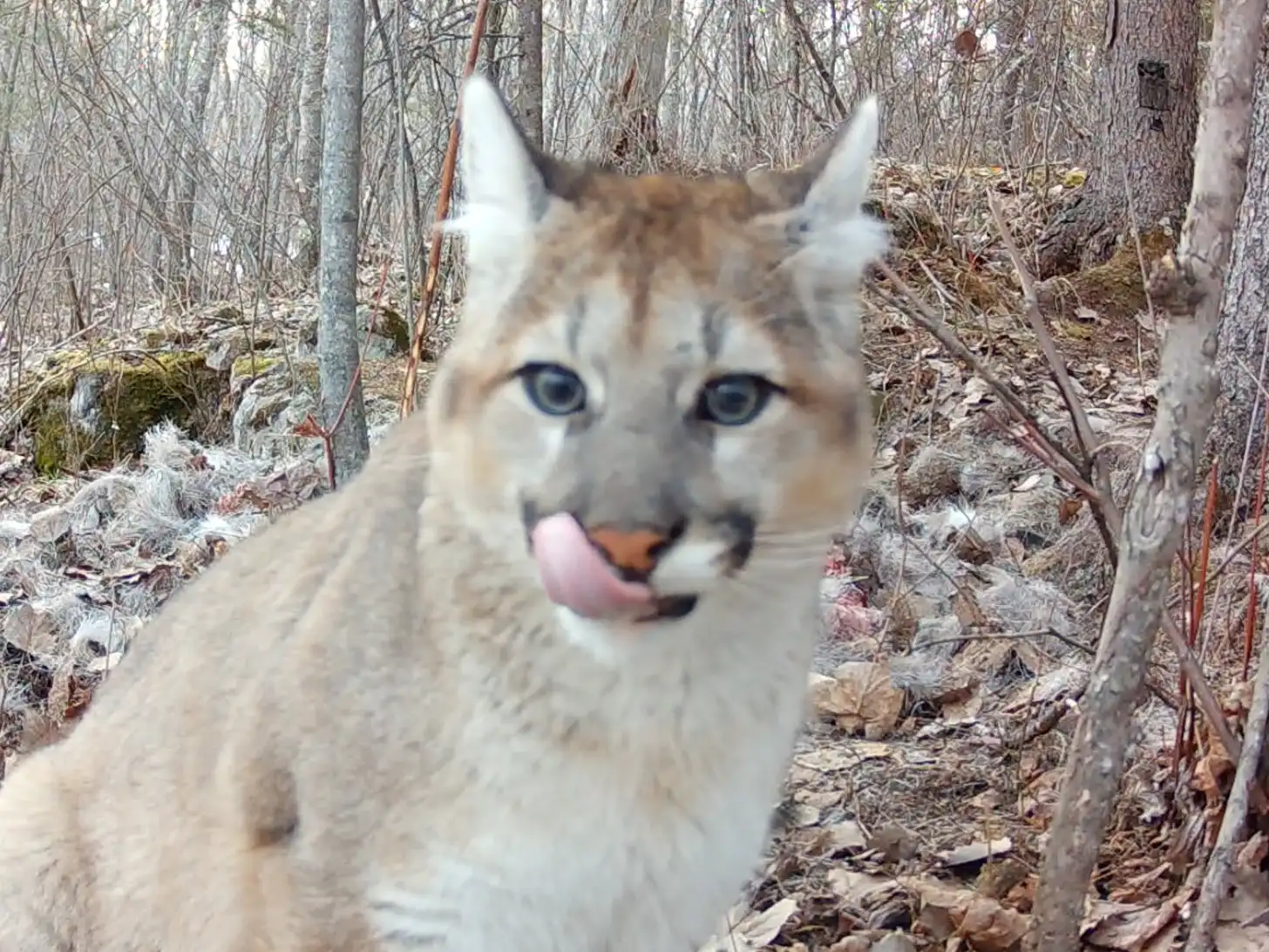 A cougar with white and tan fur and blue eyes licks its nose while facing the camera in a bare woodland setting with dried vegetation and birch trees.