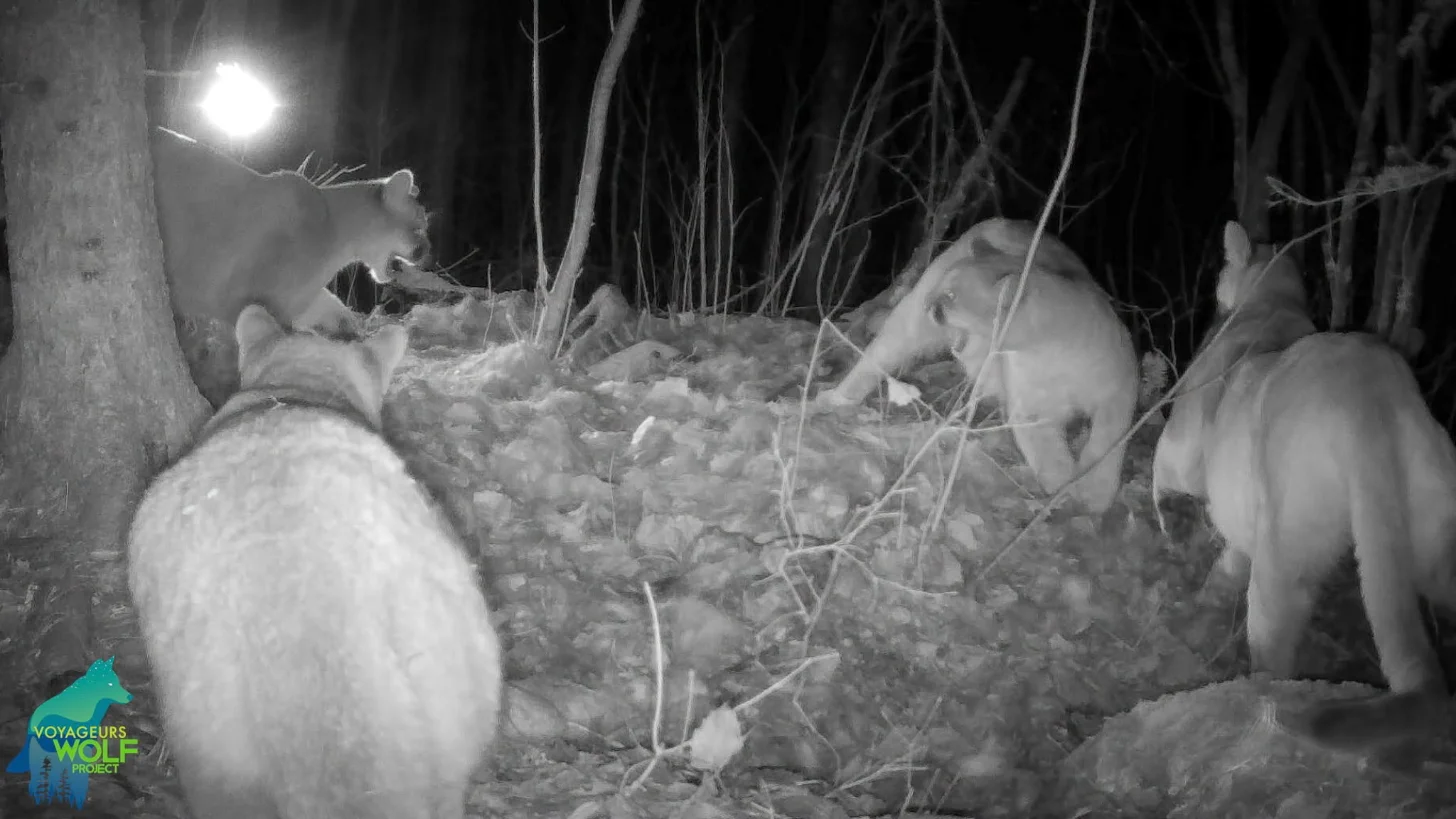 Several cougars forage on rocky ground at night under a light source, with bare branches visible in the background.