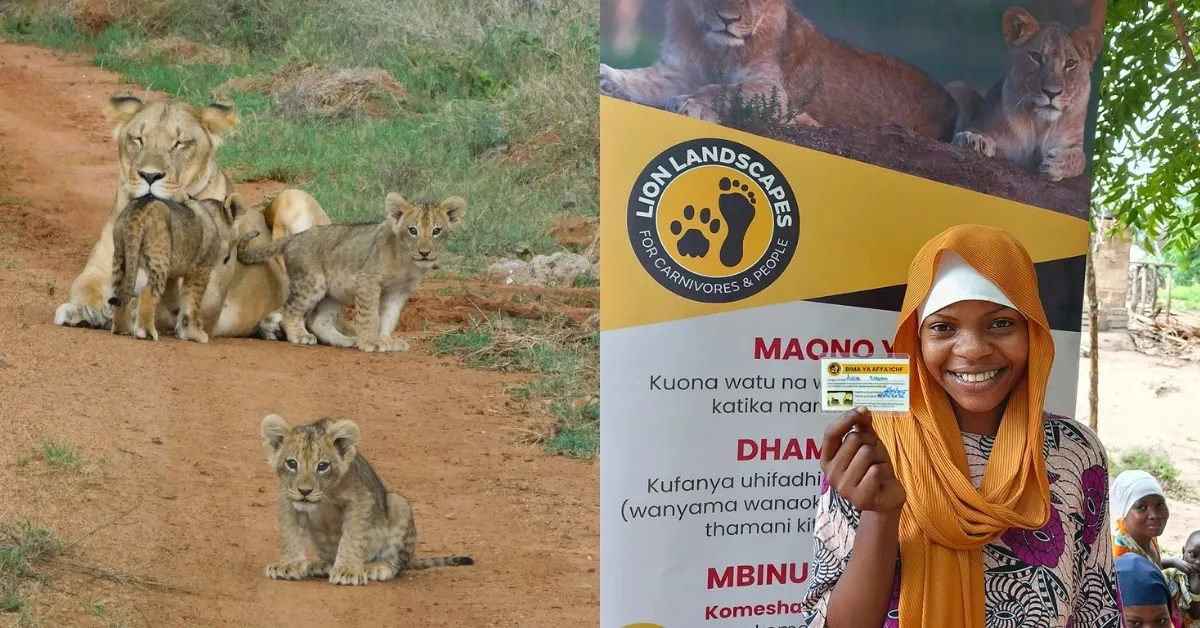 Left: Adult lion and four lion cubs resting on sandy ground with grass. Right: Woman wearing an orange hijab smiling at camera next to a yellow and black banner reading "LION LANDSCAPES" with a paw print logo.