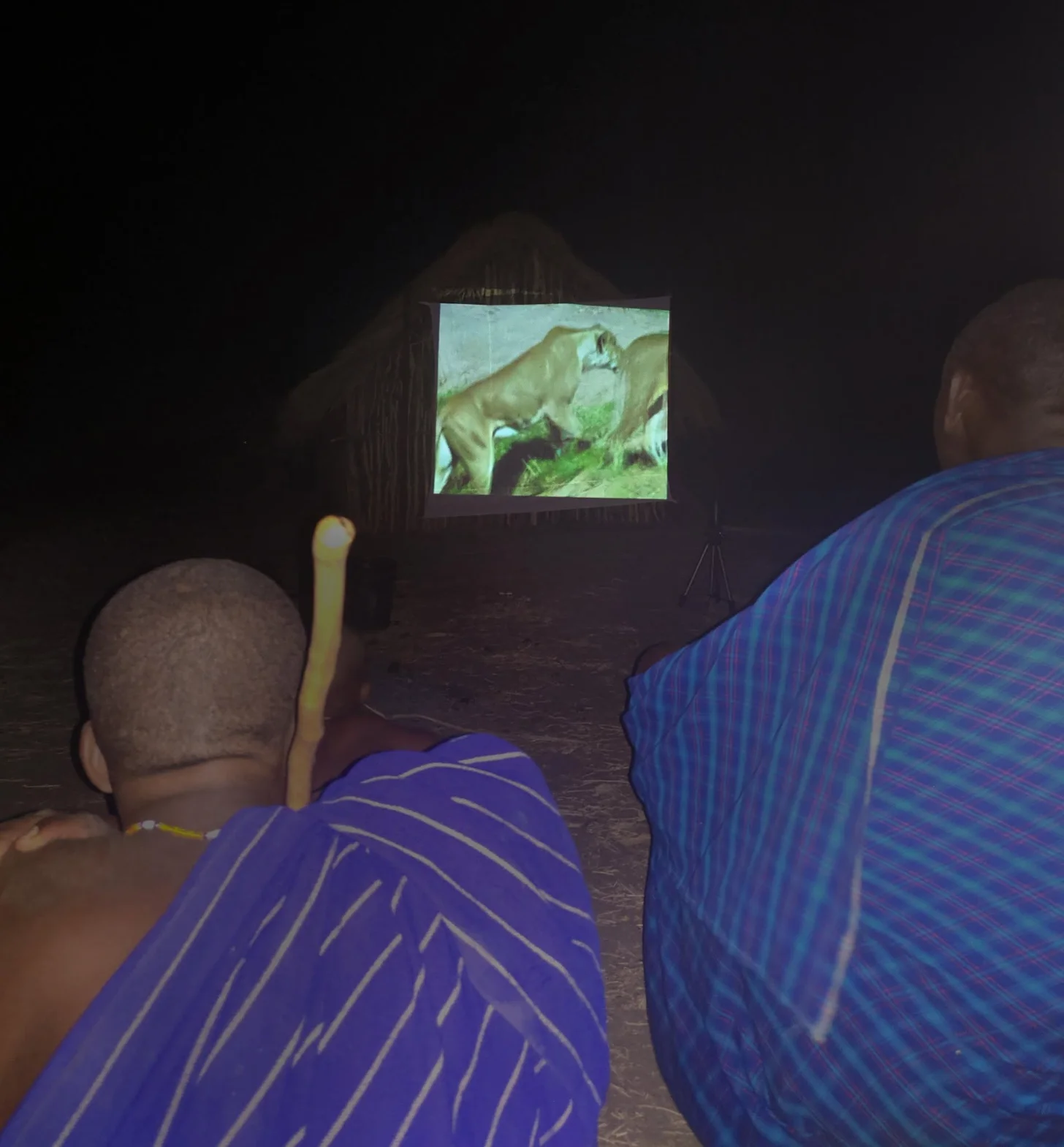 Two people wearing purple striped robes watch a projected video on a screen showing large animals in a grassy landscape.