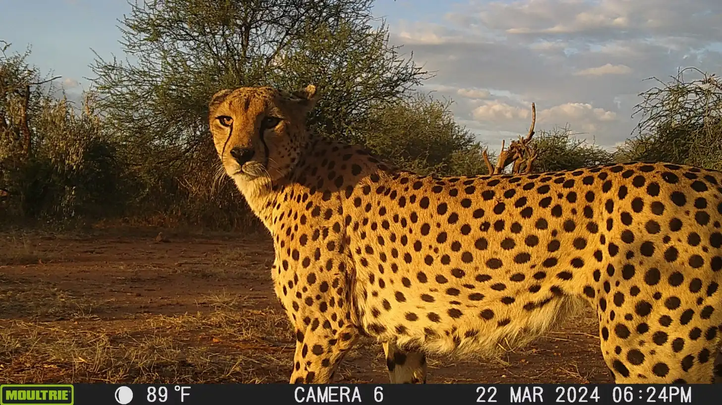 A spotted wild cat stands in profile in dry brush habitat, looking toward the camera. Timestamp reads 22 MAR 2024 06:24PM, temperature 89°F, Camera 6.