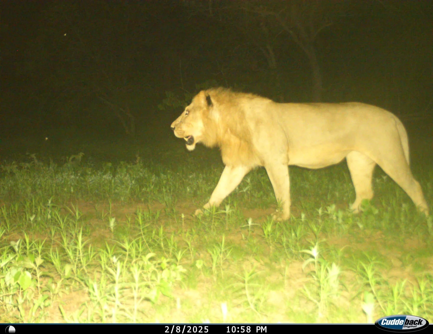 A lion with a mane walks through grassy terrain at night, captured on a trail camera timestamp 2/8/2025 10:58 PM.