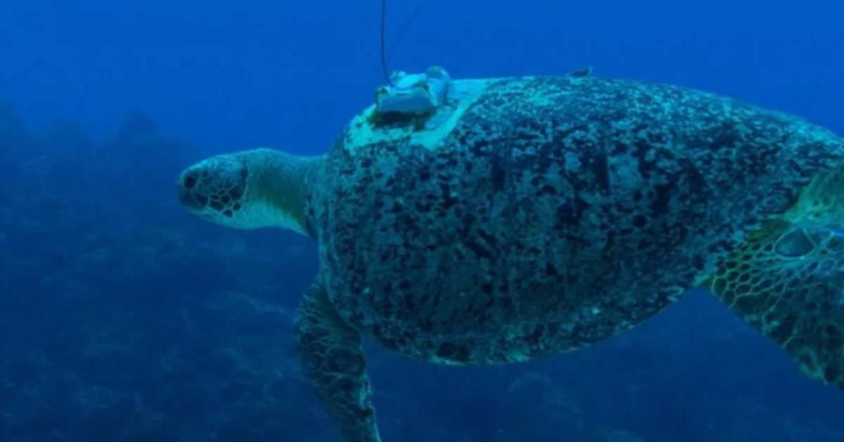 Sea turtle swimming underwater in deep blue ocean water, photographed from the side.