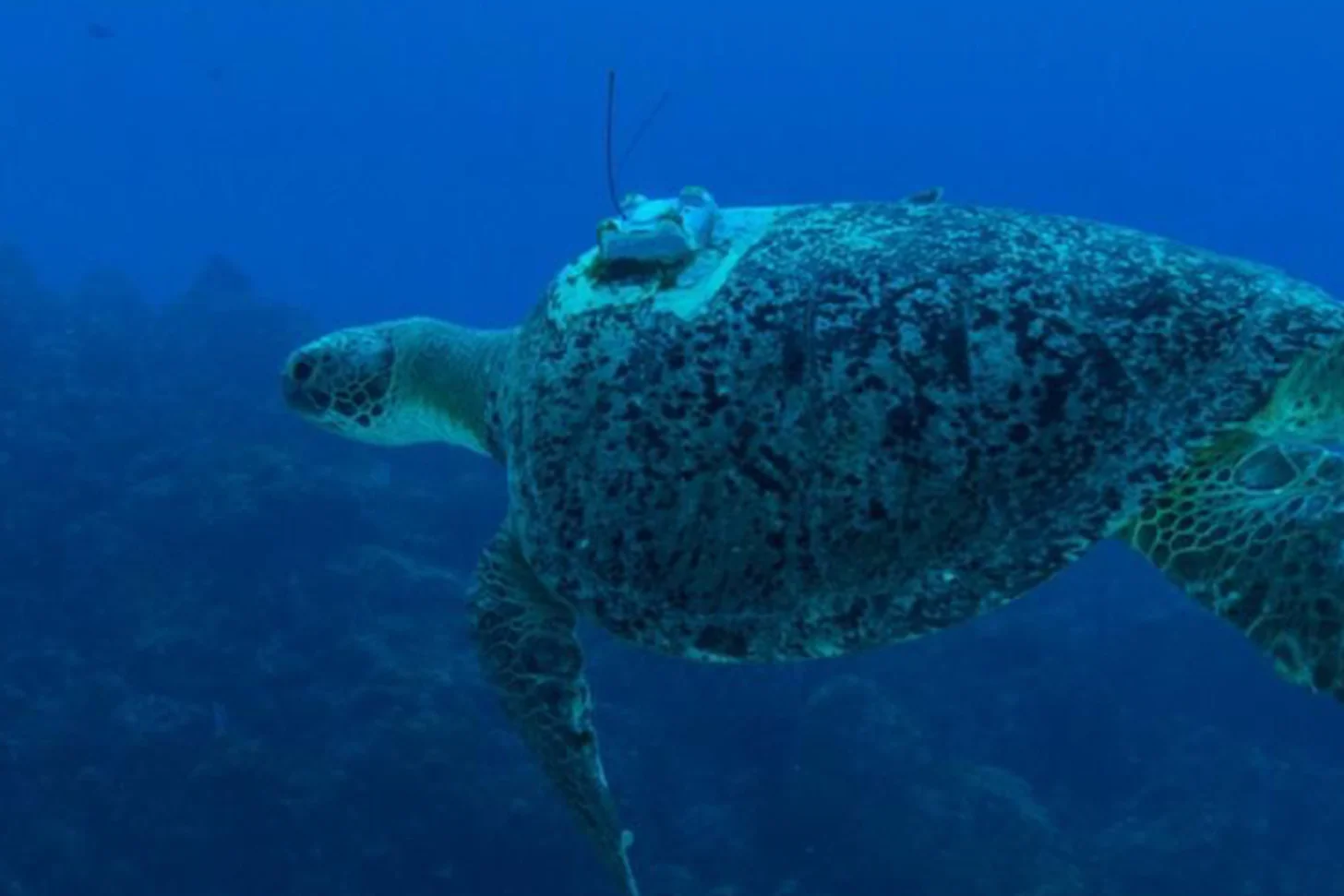 Sea turtle swimming underwater with encrusted barnacles and algae covering its shell, photographed against a blue ocean background.