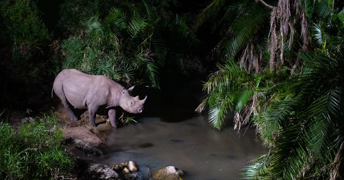 A rhinoceros stands on a muddy bank beside a stream surrounded by dense tropical vegetation including palm fronds and green foliage.