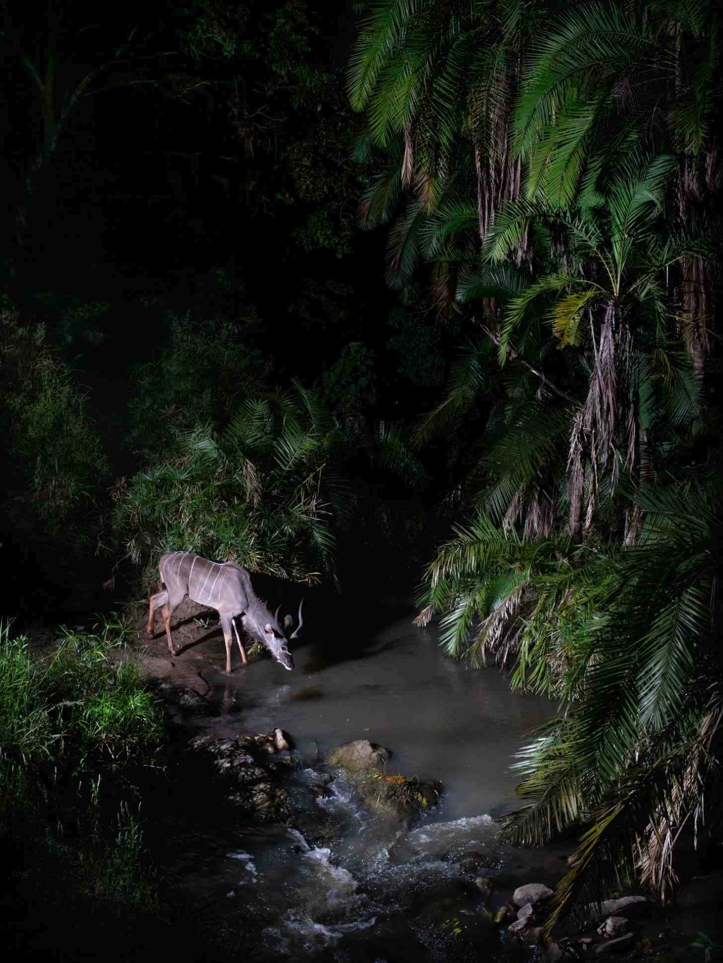 A four-legged hoofed animal bends down to drink from a shallow stream at night, surrounded by dense tropical vegetation and palm trees illuminated against dark foliage.