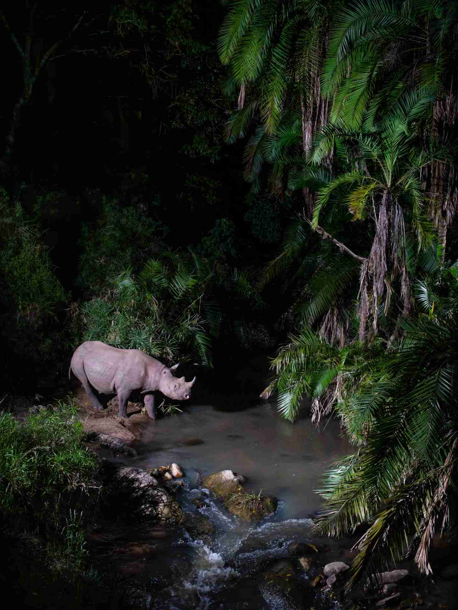 A rhinoceros stands at the edge of a stream in a dense tropical forest at night, surrounded by palm fronds and vegetation.