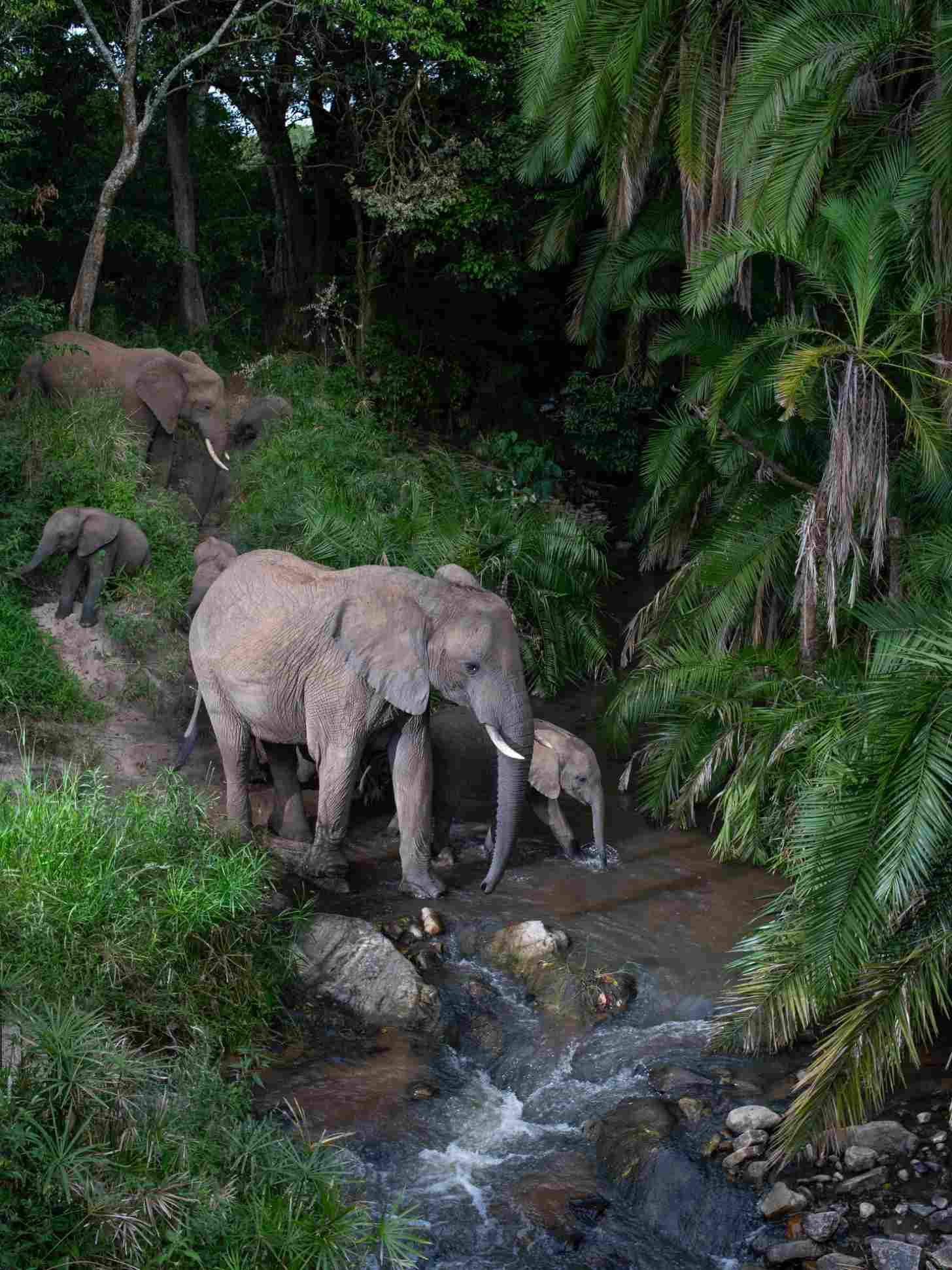 An adult elephant with visible tusks stands in a shallow stream surrounded by dense tropical vegetation and palm trees, with smaller elephants visible in the background on higher ground.
