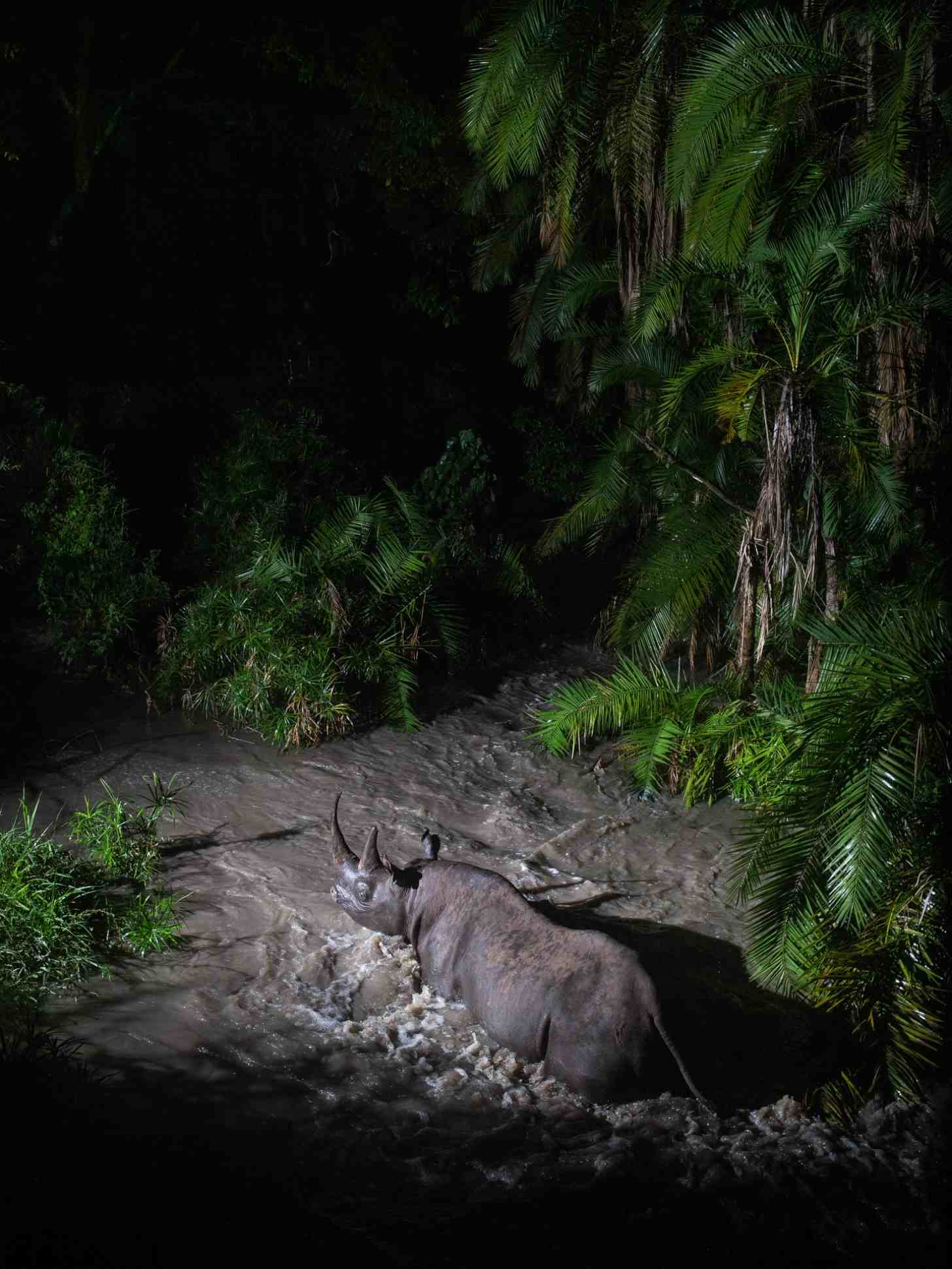 A large rhino wades through a swift, muddy river surrounded by dense green vegetation and palm trees in darkness.