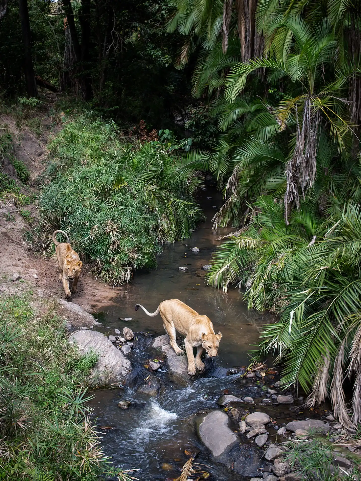 Two lions stand in a shallow stream surrounded by dense tropical vegetation including palm fronds and tall trees along the banks.