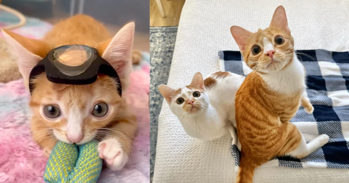 Left: An orange and white cat wearing a black visor and holding a blue and yellow toy in its mouth, looking directly at the camera. Right: Two orange and white cats sitting together on a checkered blanket, both looking at the camera with wide eyes.