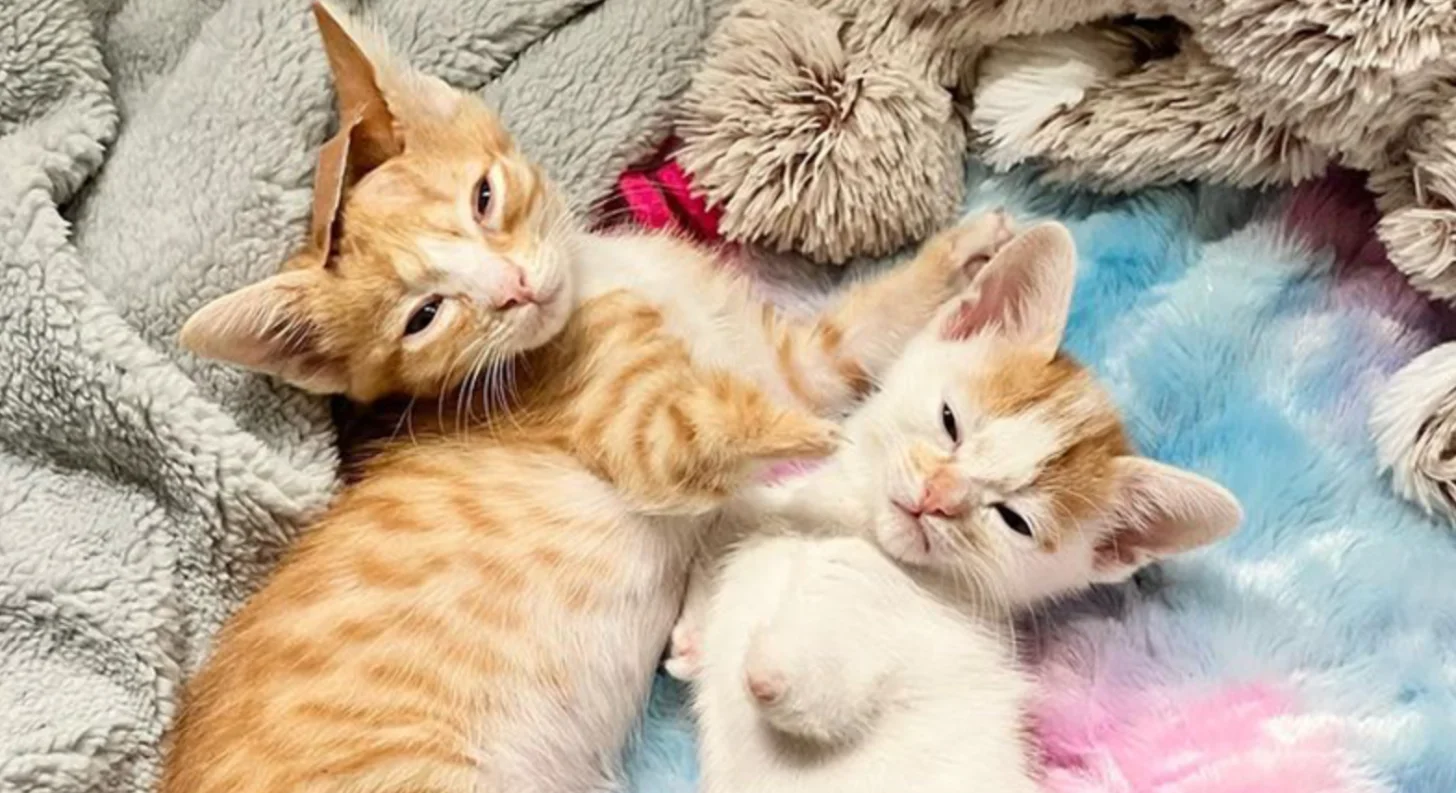 Two orange and white kittens lie on colorful blankets next to larger cats wrapped in gray and beige blankets.