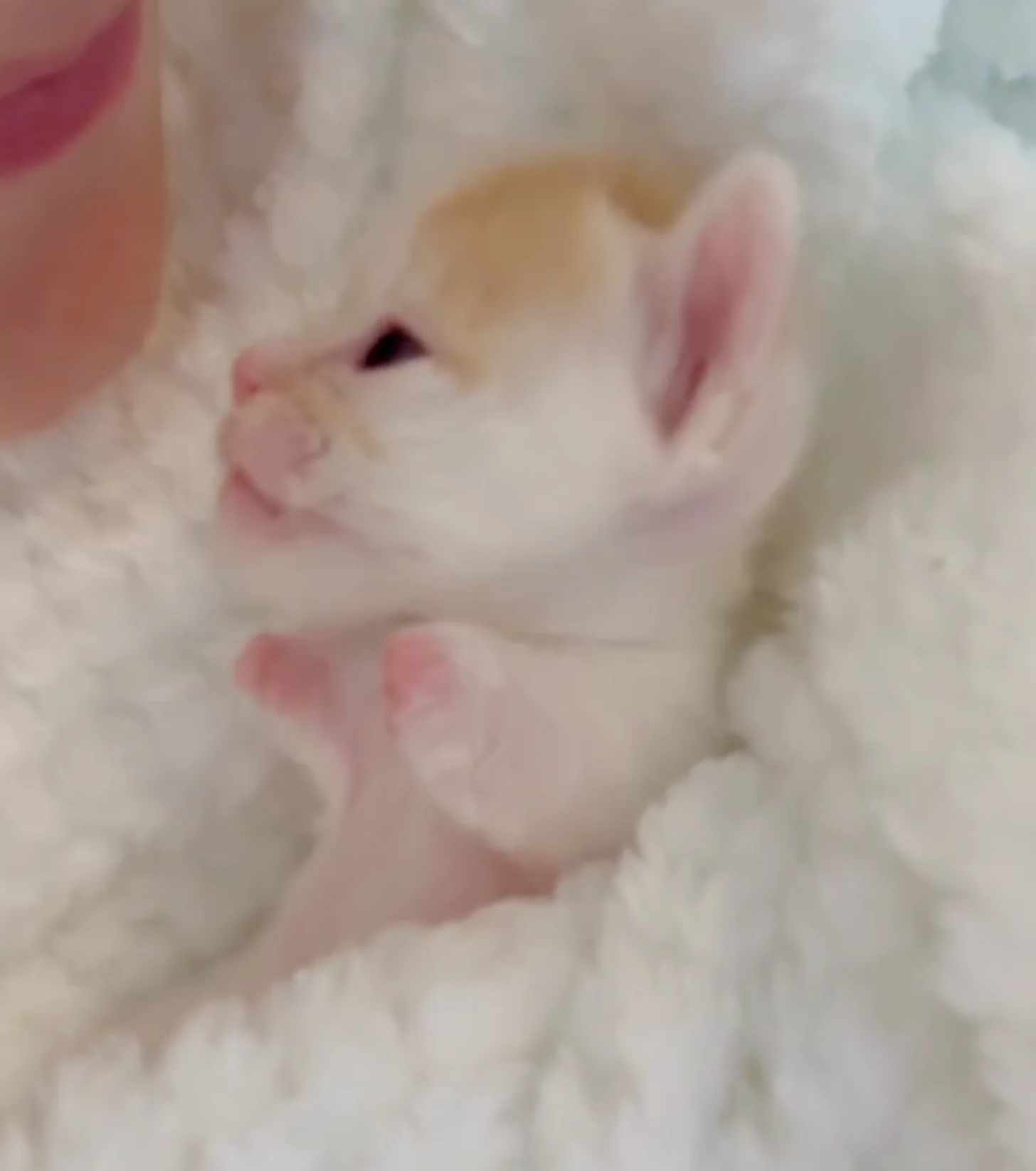 A white kitten with pink ears and paws lies on a white blanket, looking toward the camera.