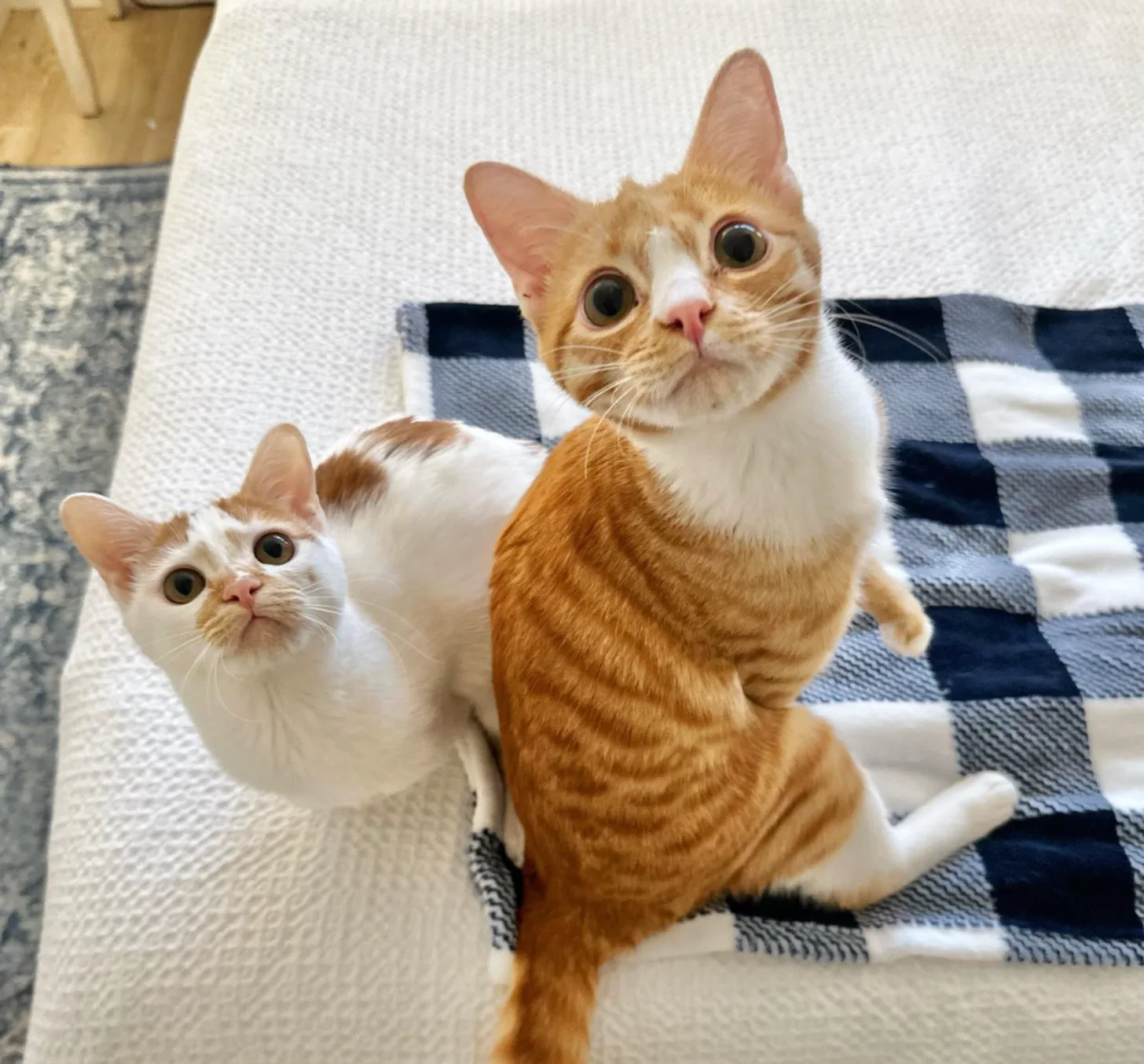 Two orange and white cats with wide eyes look toward the camera while sitting on a navy and white checkered blanket.