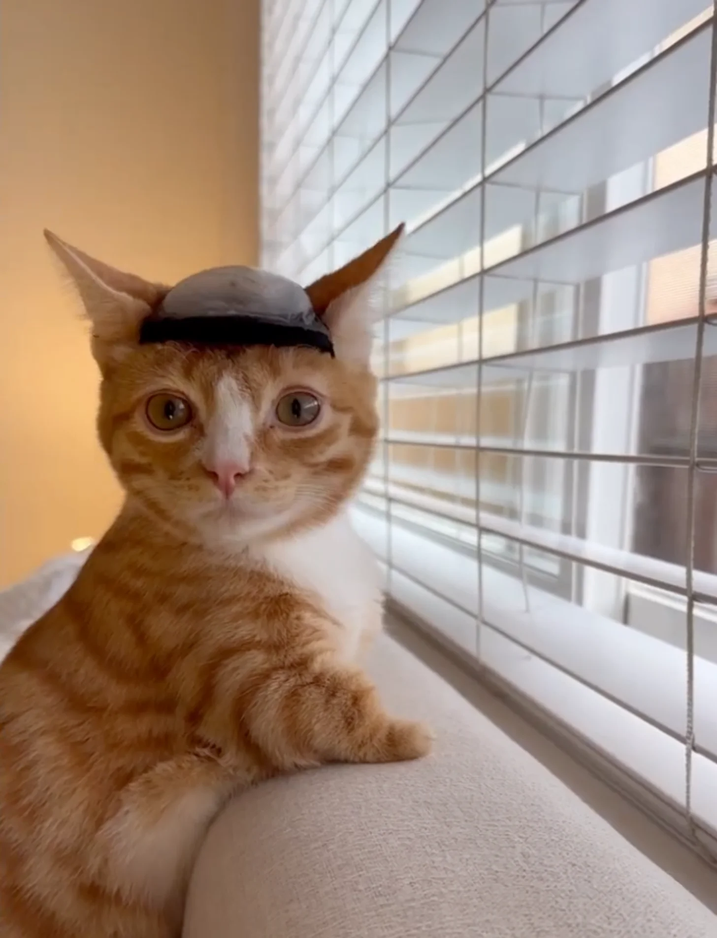 An orange and white cat wearing a small black visor sits on a windowsill, looking at the camera with wide eyes.