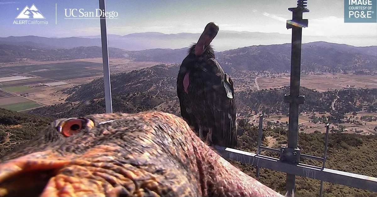 Two California condors perch on a metal railing overlooking a vast valley landscape with mountains, farmland, and scattered development below. Text overlay shows "ALERTCalifornia" and "UCSan Diego" logos with timestamp and coordinate information.