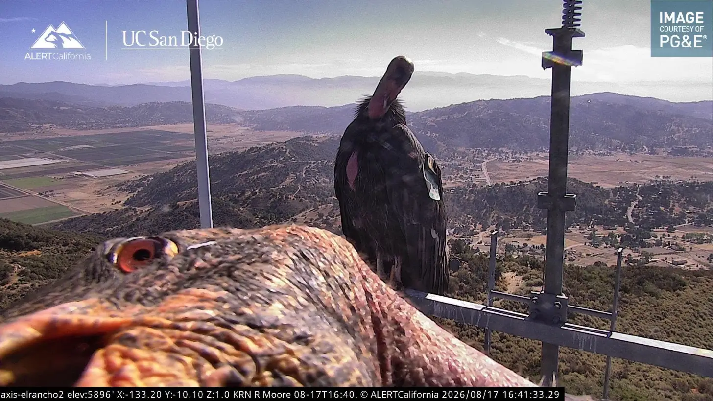Two California condors perch on a metal railing overlooking a vast valley landscape with mountains, farmland, and scattered development below. Text overlay shows "ALERTCalifornia" and "UCSan Diego" logos with timestamp and coordinate information.