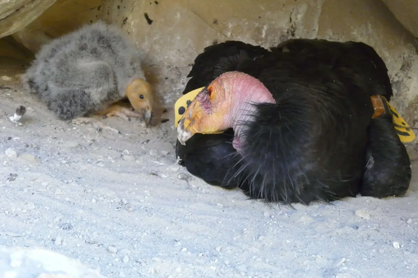 A California condor, alarge black bird with a colorful yellow and orange head, sits on sandy ground next to a baby California condor with gray plummage.