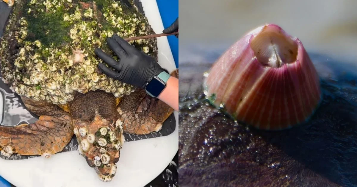 Left: A gloved hand points to barnacles and other organisms covering a sea turtle's shell. Right: A close-up of a barnacle on a shell.
