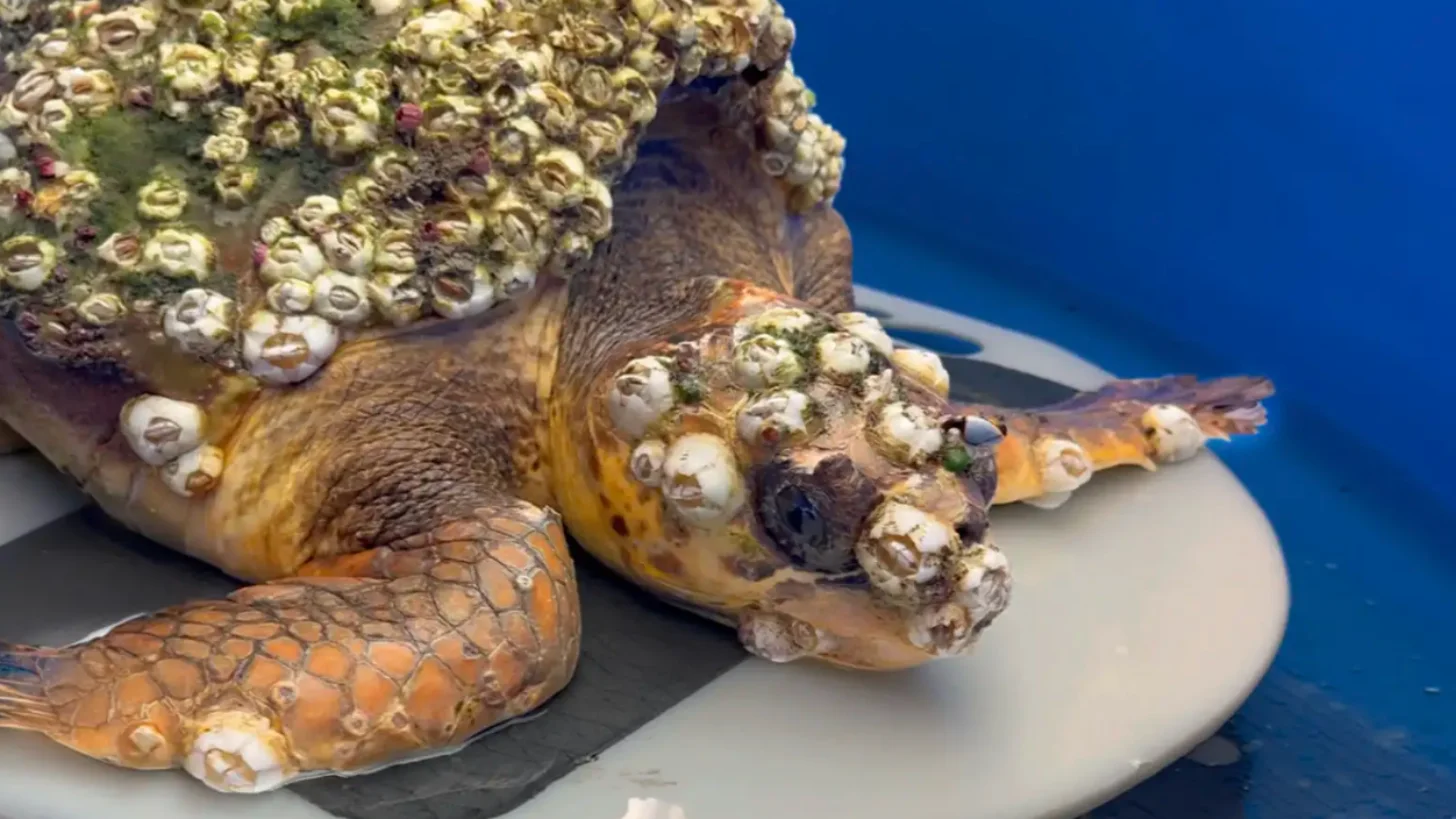 A sea turtle with barnacles and other organisms attached to its shell rests on a surface in a tank.