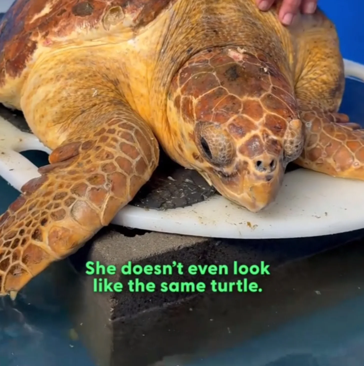 A brown and yellow sea turtle rests on a white surface next to a person's hand. Text overlay reads "she doesn't even look like the same turtle."