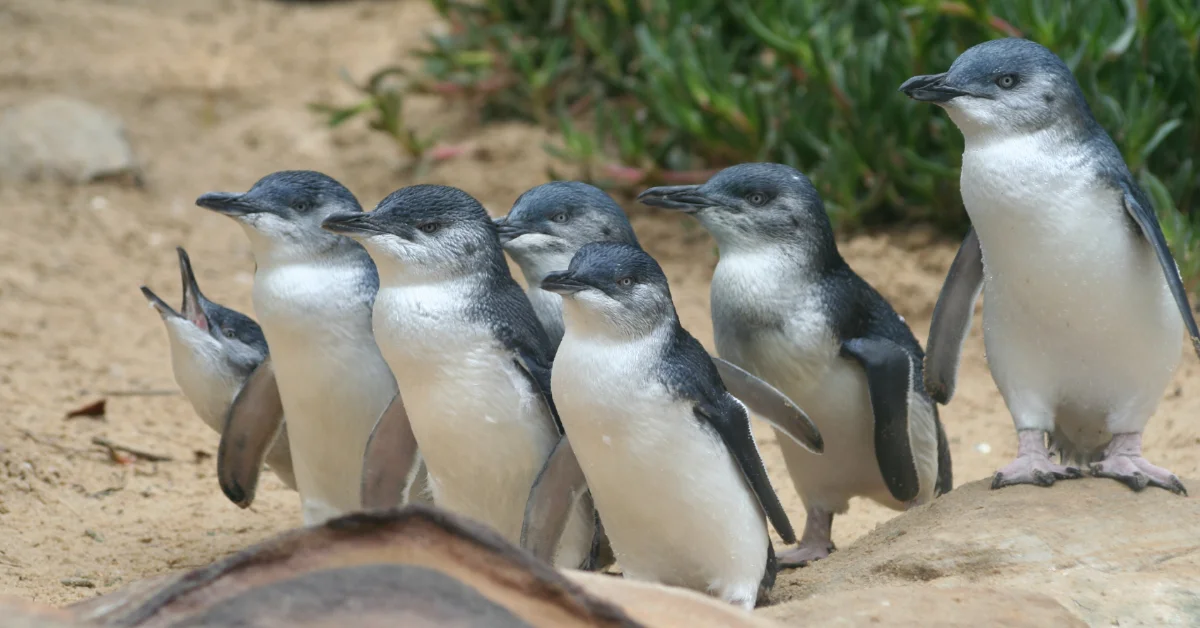 Six young penguins with dark gray and white plumage stand together on sandy ground with sparse vegetation visible behind them.