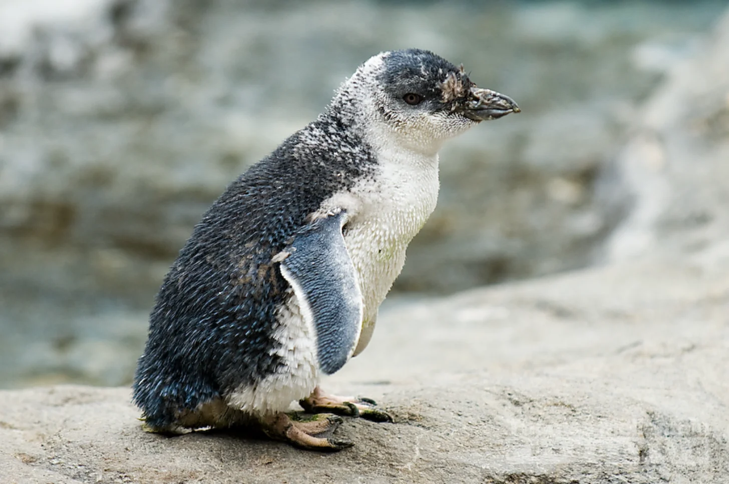 A young penguin with dark upperparts and white underparts stands on sand facing right, with blurred water visible in the background.