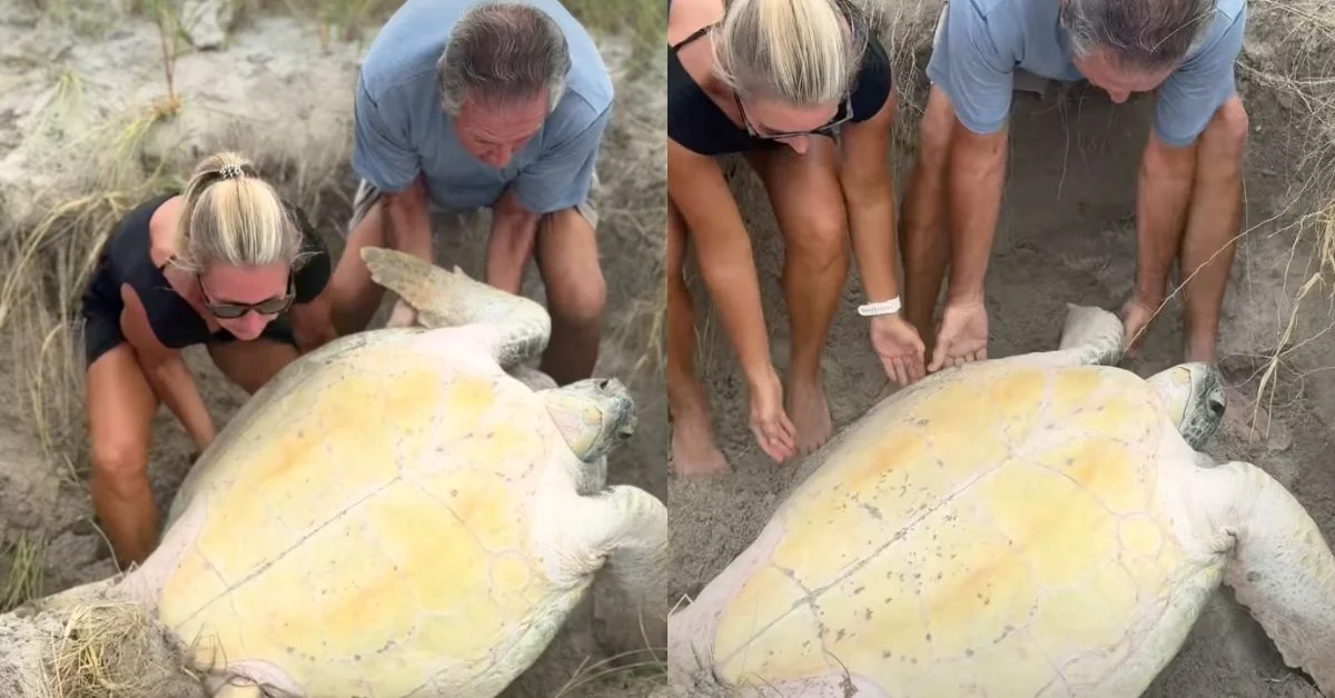 A large sea turtle lies on sand while several people lean over to examine and touch its shell and flippers.