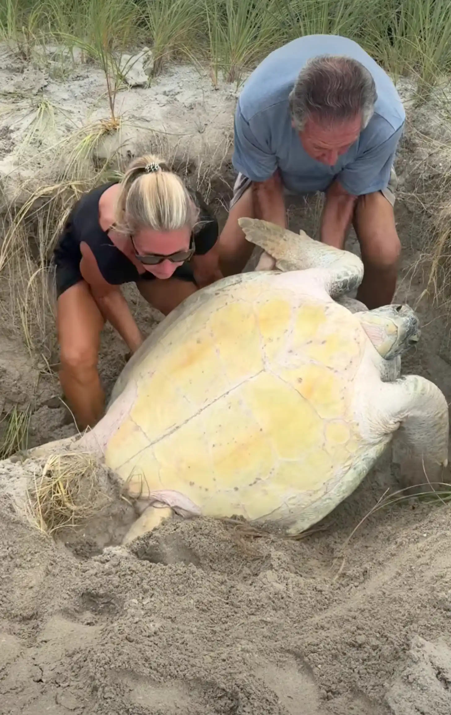 Two people examine a large sea turtle on a sandy beach with beach grass visible in the background.