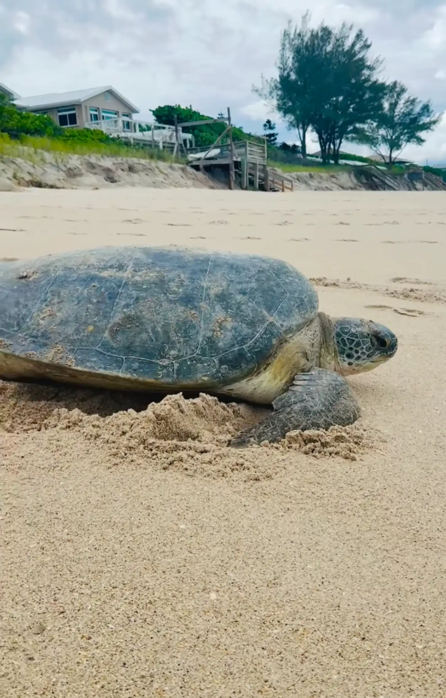 A sea turtle rests on sand near the waterline, with a wooden beach access ramp and beachfront house visible on the dune behind it.