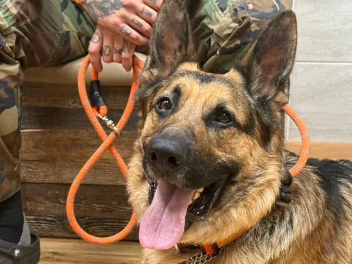A German Shepherd dog on an orange leash sits with tongue out while handlers in camouflage uniforms hold the leash.