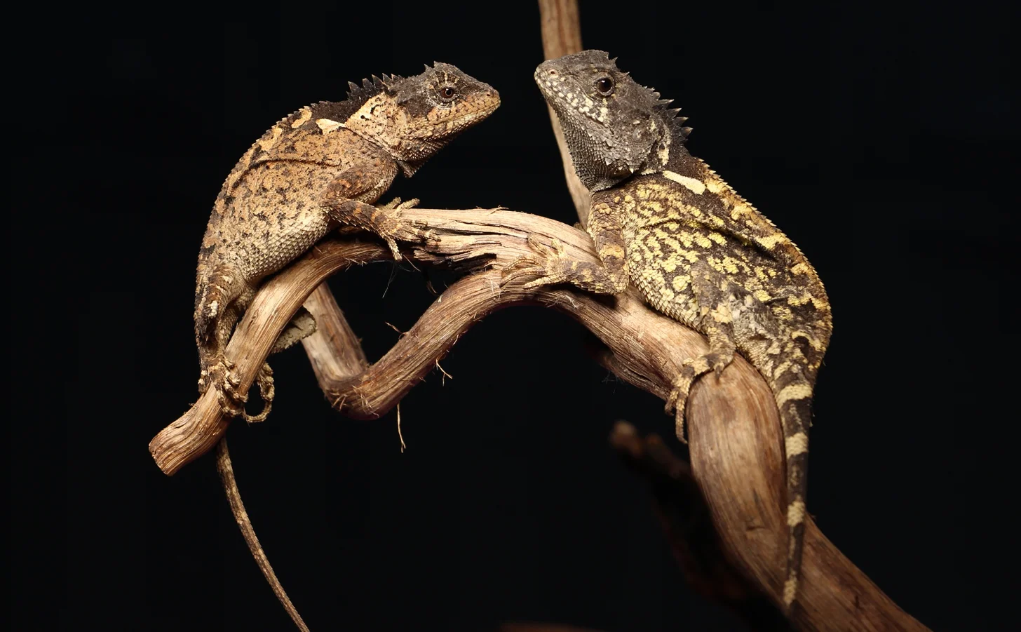 Two lizards with spiky crests and mottled tan and brown scales perch on dried branches against a black background.